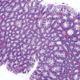 Pathology & Histology